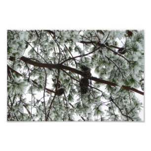 Underneath the Snow Covered Pine Tree Winter Photo Print
