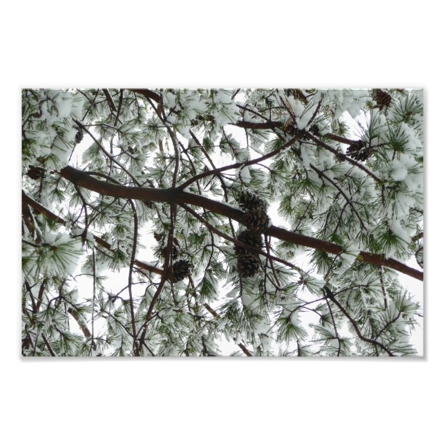 Underneath the Snow Covered Pine Tree Winter Photo Print (Front)