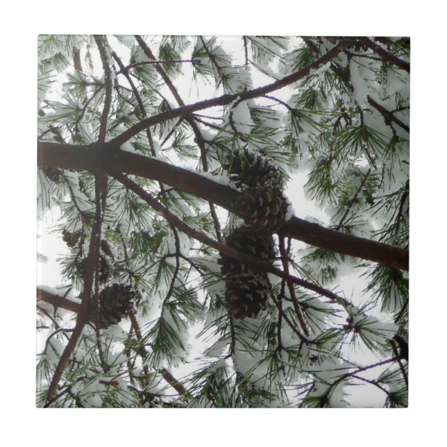 Underneath the Snow Covered Pine Tree Winter Photo Tile (Front)