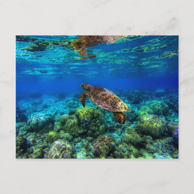 Undersea Tropical Sea Turtle Coral Postcard (Front)
