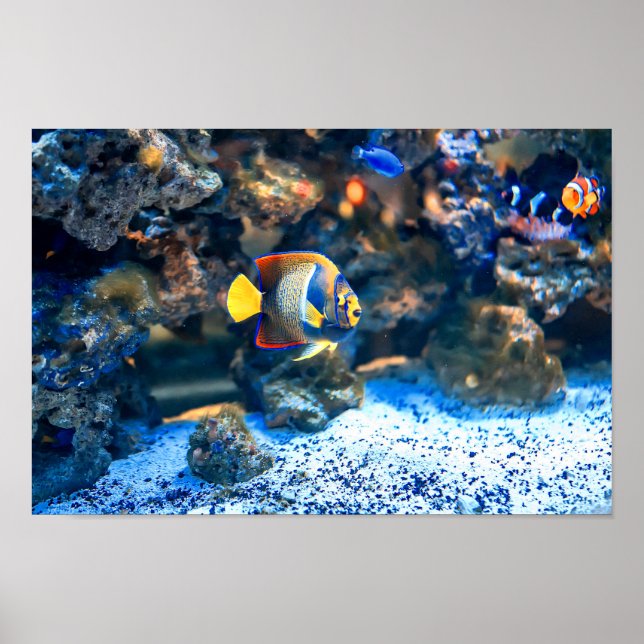 Undersea Vibrant Tropical Fish Coral Poster (Front)