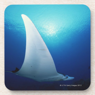 Underside of a manta ray coaster