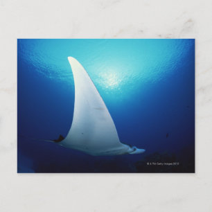 Underside of a manta ray postcard