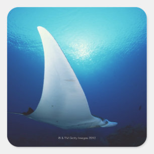 Underside of a manta ray square sticker