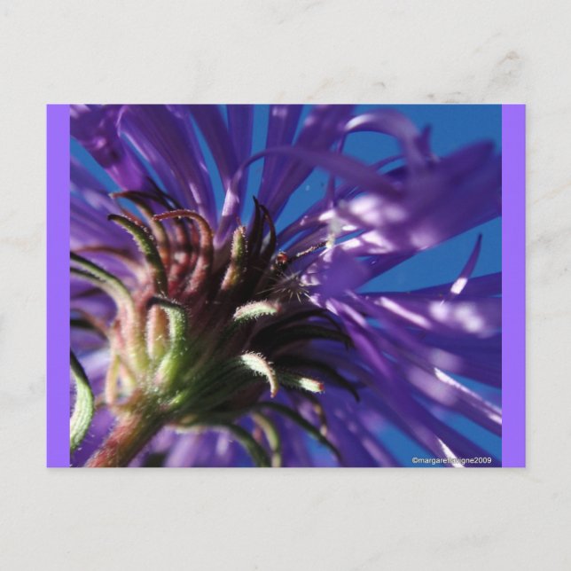 Underside of an Aster Postcard (Front)