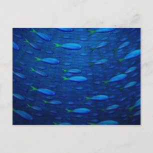 Underwater 4 postcard