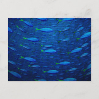 Underwater 4 postcard