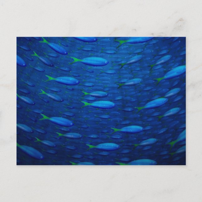 Underwater 4 postcard (Front)