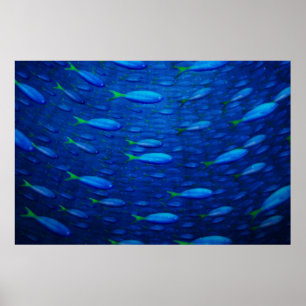 Underwater 4 poster