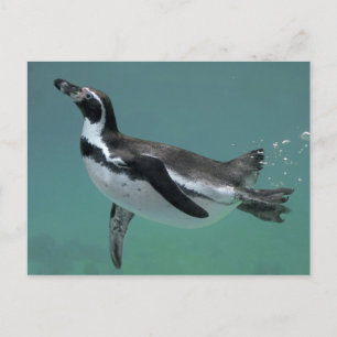 Underwater Ballet Postcard