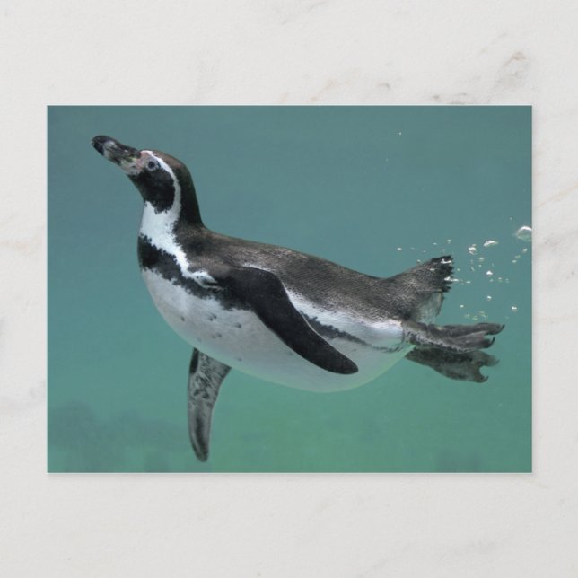 Underwater Ballet Postcard (Front)