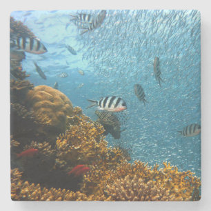 Underwater Beauty, Fish and Coral Stone Coaster
