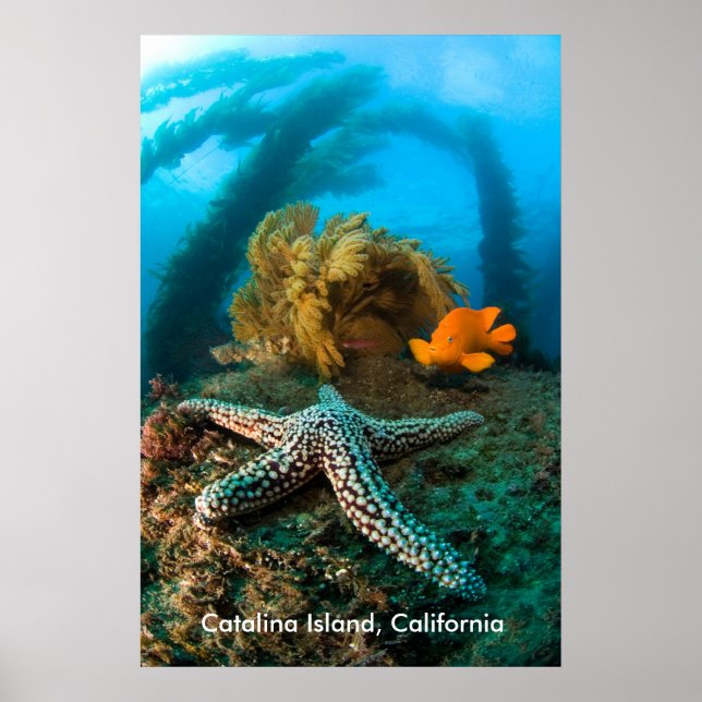 Underwater Catalina Island, California Poster (Front)