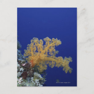 Underwater Coral Postcard