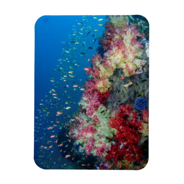 Underwater coral reef, Indonesia Magnet (Vertical)