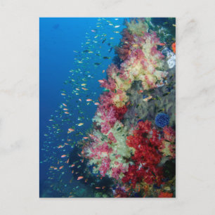 Underwater coral reef, Indonesia Postcard