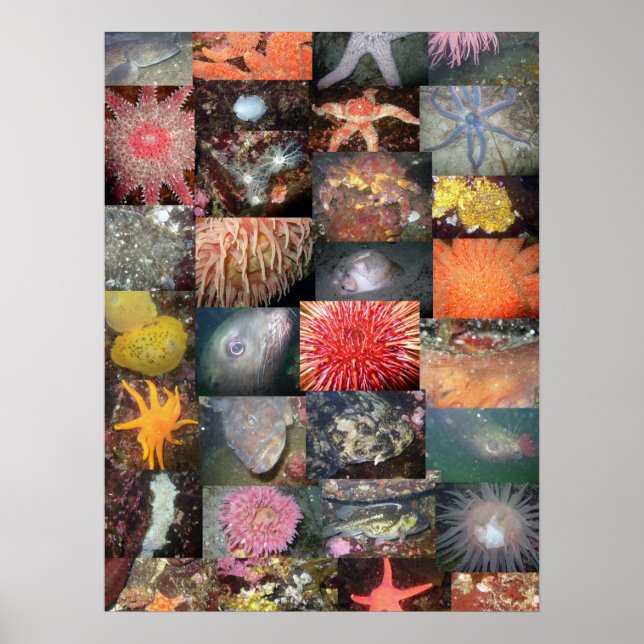 Underwater Creatures Collage - Fine Art Print (Front)