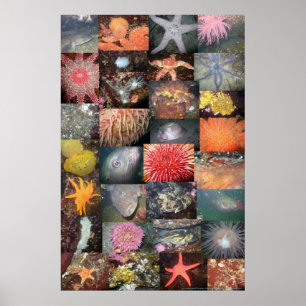 Underwater Creatures Collage - Fine Art Print