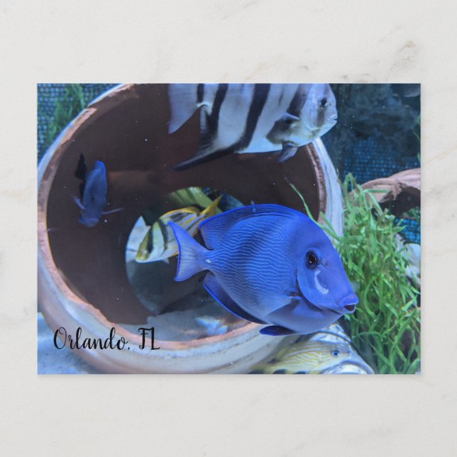 Underwater Greeting Postcard (Front)