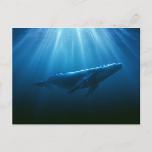 Underwater Humpback Whale Postcard (Front)