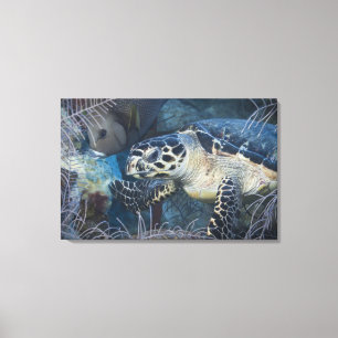 Underwater Life: A Hawksbill Sea Turtle 2 Canvas Print