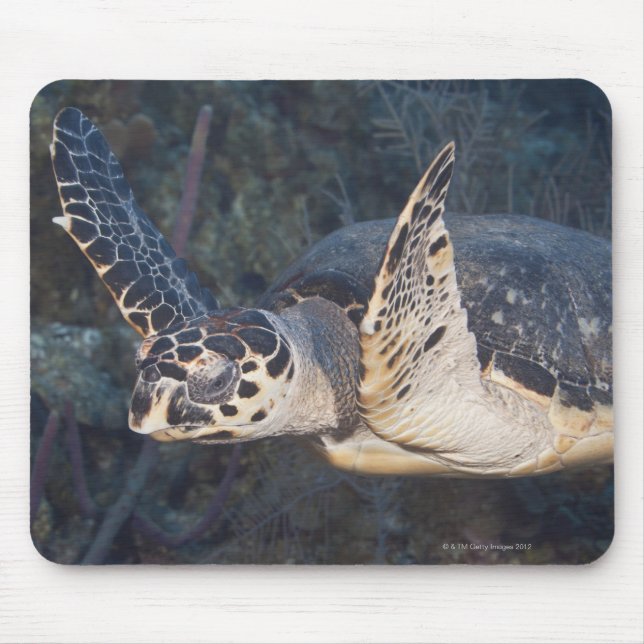 Underwater Life: A Hawksbill Sea Turtle 2 Mouse Pad (Front)