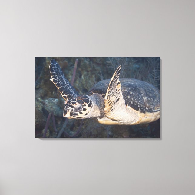 Underwater Life: A Hawksbill Sea Turtle Canvas Print (Front)