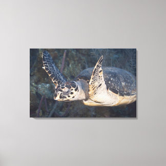 Underwater Life: A Hawksbill Sea Turtle Canvas Print