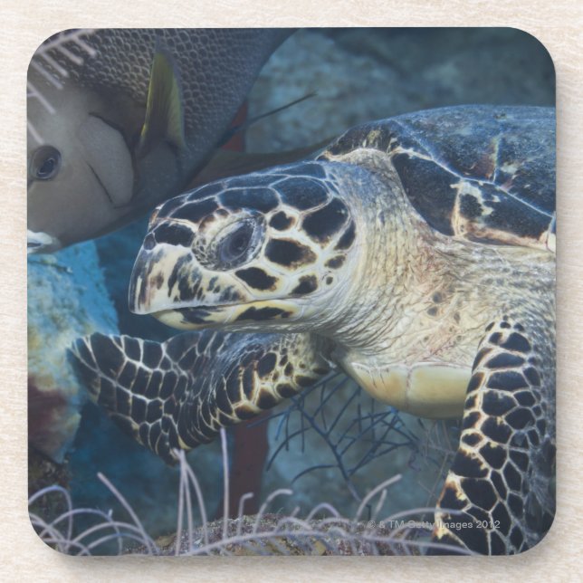Underwater Life: A Hawksbill Sea Turtle Coaster (Front)
