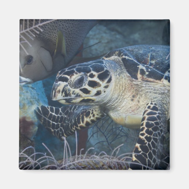 Underwater Life: A Hawksbill Sea Turtle Magnet (Front)