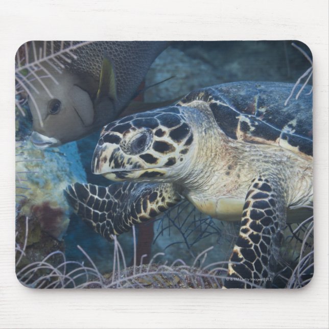 Underwater Life: A Hawksbill Sea Turtle Mouse Pad (Front)