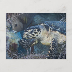 Underwater Life: A Hawksbill Sea Turtle Postcard