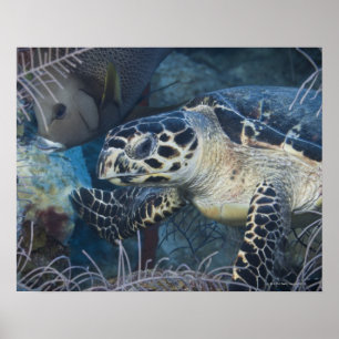 Underwater Life: A Hawksbill Sea Turtle Poster