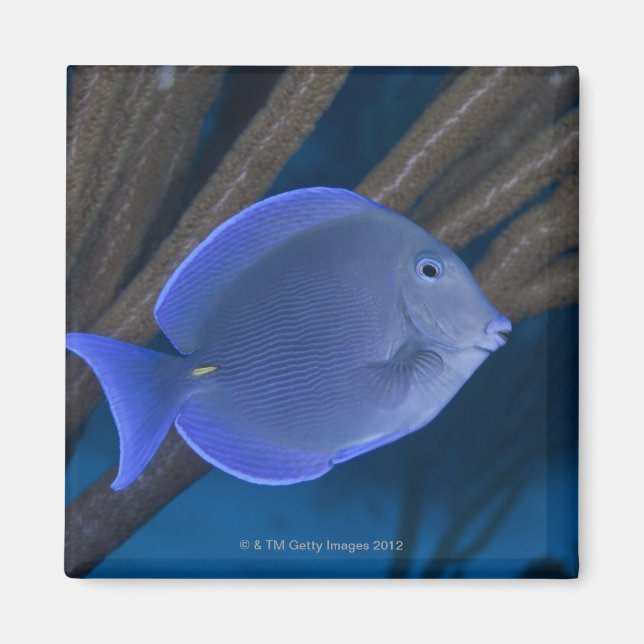 Underwater life: Acanthurus coeruleus with sea Magnet (Front)