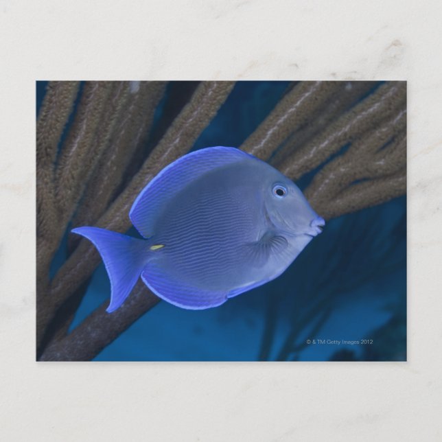 Underwater life: Acanthurus coeruleus with sea Postcard (Front)