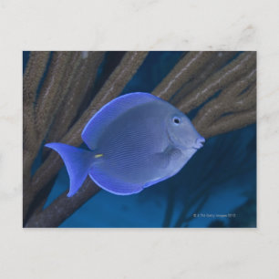 Underwater life: Acanthurus coeruleus with sea Postcard