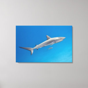Underwater life: Carcharhinus perezi swimming in Canvas Print