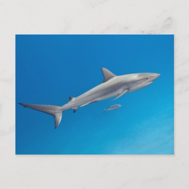 Underwater life: Carcharhinus perezi swimming in Postcard (Front)