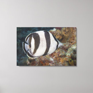 Underwater Life; FISH: A Banded Butterflyfish Canvas Print