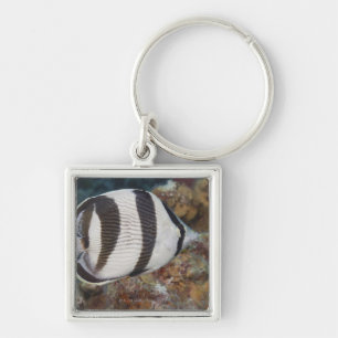 Underwater Life; FISH: A Banded Butterflyfish Key Ring