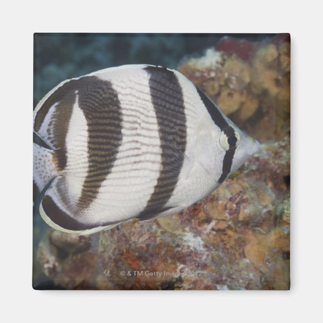 Underwater Life; FISH:  A Banded Butterflyfish Magnet (Front)