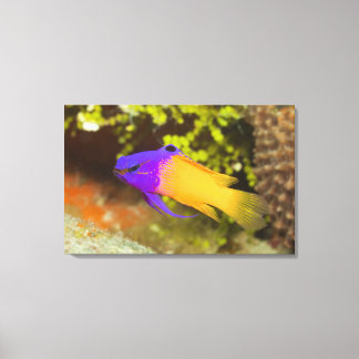 Underwater Life, FISH:  a colourful Fairy Basslet Canvas Print