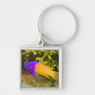 Underwater Life, FISH: a colourful Fairy Basslet Key Ring