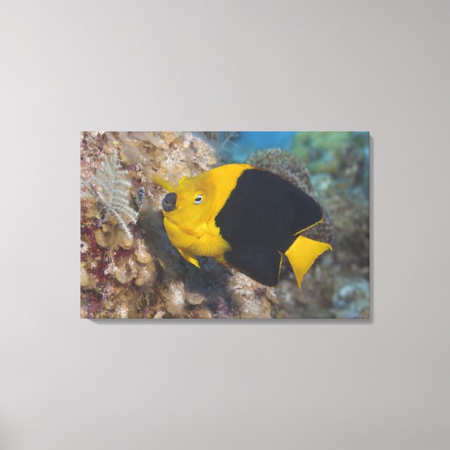 Underwater Life, FISH:  A colourful Rock Beauty Canvas Print (Front)