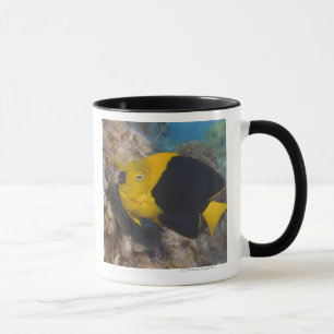 Underwater Life, FISH:  A colourful Rock Beauty Mug