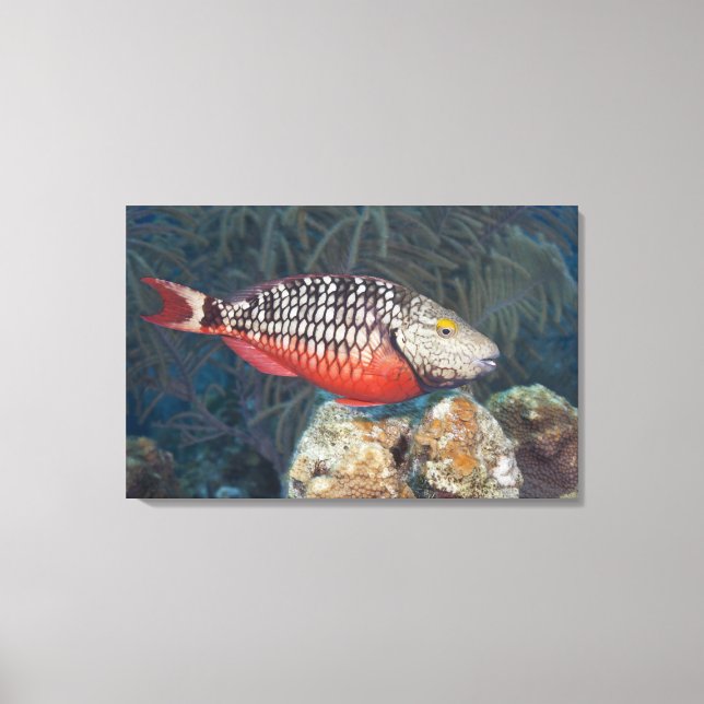 Underwater Life, FISH: a colourful Stoplight Canvas Print (Front)