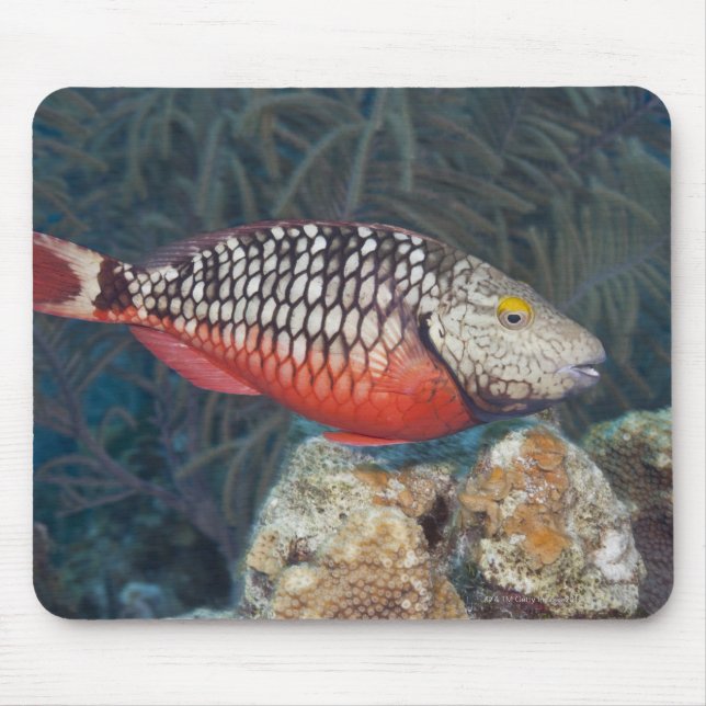 Underwater Life, FISH: a colourful Stoplight Mouse Pad (Front)