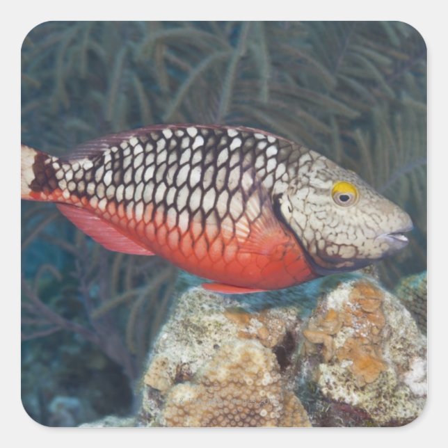 Underwater Life, FISH: a colourful Stoplight Square Sticker (Front)
