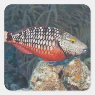 Underwater Life, FISH: a colourful Stoplight Square Sticker