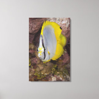 Underwater Life, FISH: A colourful tropical Canvas Print
